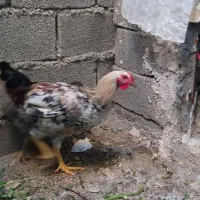 دوعدد وارگ جوان ۴ماهه