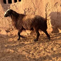 قوچ دو دندان شیشک شال|حیوانات مزرعه|رامند, |دیوار