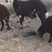 قوچ میش بز|حیوانات مزرعه|تربتحیدریه, کوی شهید احمدزاده ملکی|دیوار