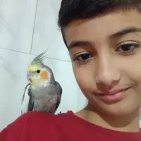 گمشده عروس هلندی اسمش پیکو است