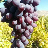 نهالستان بزرگ ترین تولید کننده شمال غرب کشور|حراج|گنبد کاووس, |دیوار