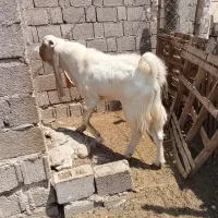 پازن گلابی|حیوانات مزرعه|بندر دیر, |دیوار