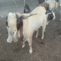 نری