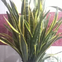 گل اپارتمانی سانسوریا ابلق