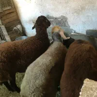 بره گوسفند نر و ماده افشاری بروجرد