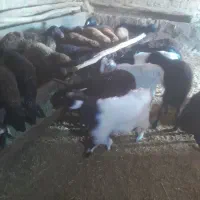 ۱۵عدد بره ماده|حیوانات مزرعه|نقده, |دیوار