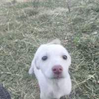 بیستی|سگ|اهر, |دیوار