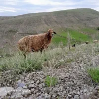 گوسفند و میش
