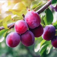 5 عدد نهال میوه فقط 350 هزارتومن مخصوص همشهریان قم|خدمات باغبانی و درختکاری|قم, شهرک سازمان آب|دیوار