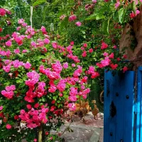 بساز بفروش-ها به گوش-باشن