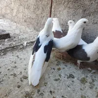 پشدا‌ر قدبلند