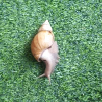 فروش  تعدادی حلزون بالغ وتخم گذار