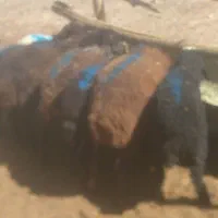 بره