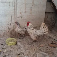 مرغ و خروس مینیاتوری