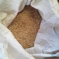 گندم کمباین تمیز وعالی