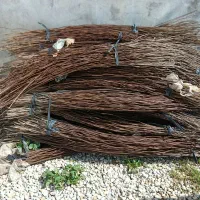 سیم خیارکاری