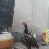 تخم لاری نطفه داره