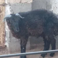 فروش بره نر.