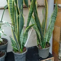 گلهای زیبا|گل و گیاه طبیعی|اردبیل, |دیوار