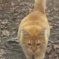 گربه پرشین|گربه|گرگان, |دیوار