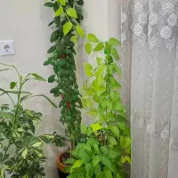 تعداد گل آپارتمانی با گلدان سرامیکی|گل و گیاه طبیعی|شاهین‌شهر, شهرک ردانی پور|دیوار