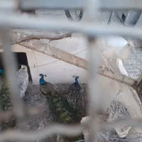 طاووس مولد|پرنده|مشهد, آبکوه|دیوار