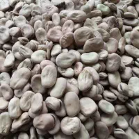 فروش باقالا