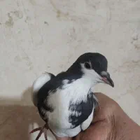 کفتر یکت پلاس سیاه و کفتر دوکت پلاس|پرنده|قم, شهر قائم|دیوار