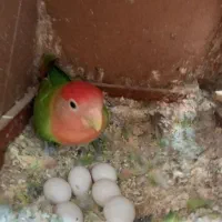 برزیلی ماده