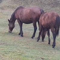 مادیون با کره مادیون