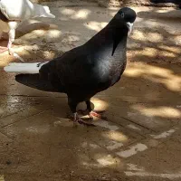 کبوتر