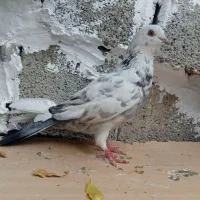 سار|پرنده|آزادشهر, |دیوار