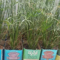 قوطی خالی|حراج|شیراز, آزادگان|دیوار