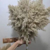 گیاه خشک طبیعی پامپاس با ارسال را یگان|گل مصنوعی|دورود, |دیوار