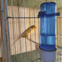 فروش قناری سوپر نر|پرنده|مرودشت, ثبت احوال|دیوار