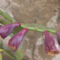 گل میوه دار