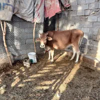 گاو و گوساله ماده