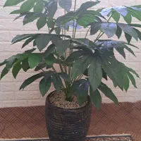 گل لمسی وارداتی