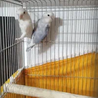 جفت طوطی برزیلی آلبینو باتخم قفس