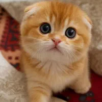 بچه گربه های دلبر
