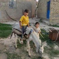 خر آرام جوان|حیوانات مزرعه|قوچان, |دیوار