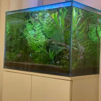 اکواریوم پلنت