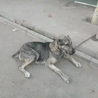 واگذاری سگ|سگ|مشهد, نوید|دیوار