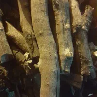 زغال ب ل ی ط