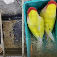 کوتوله برزیلی