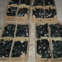 جوجه مرندی یکروزه اصیل|حیوانات مزرعه|تهران, بازار|دیوار