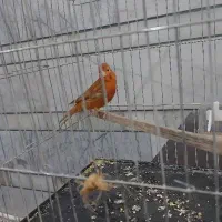 قناری جفت باند۷۱۸