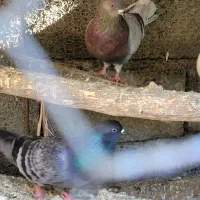 کبوتر پرشی باکیفیت|پرنده|بابل, |دیوار