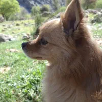 سگ پامرروباهی اصیل