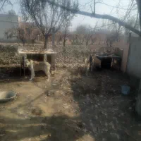 گرگی نگهبان وسرابی|سگ|نوشین شهر, |دیوار